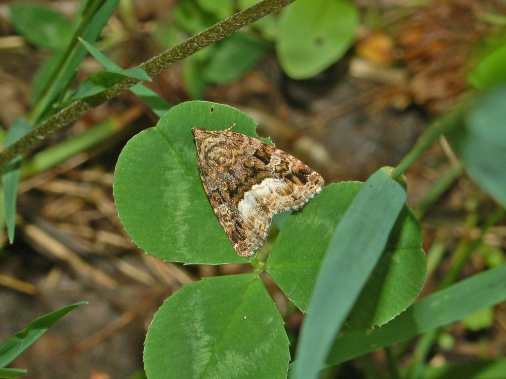 Protodeltote pygarga (Noctuidae)